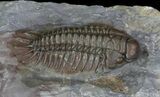 Rare Crotalocephalus Trilobite - Jorf, Morocco #65366-3